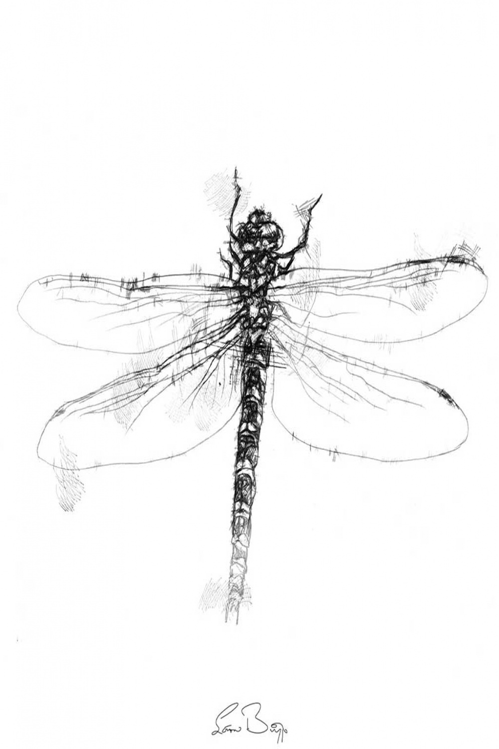 Dragonfly sketch  SeanBriggs