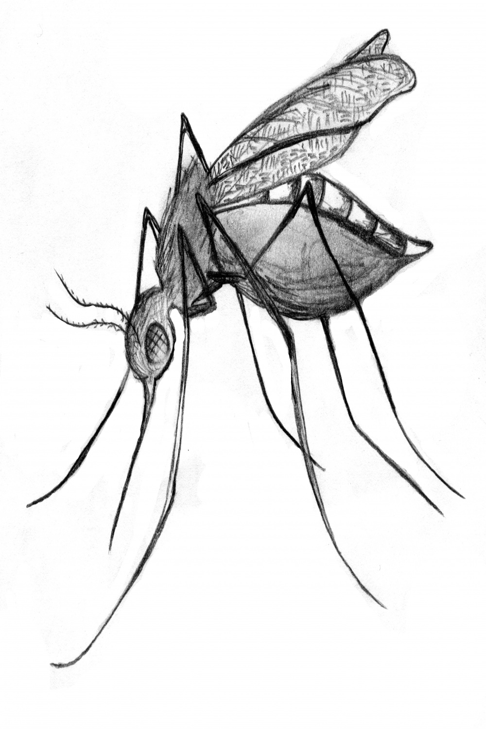 draw a musquito in   Mosquito drawing, Fly drawing, Mosquito