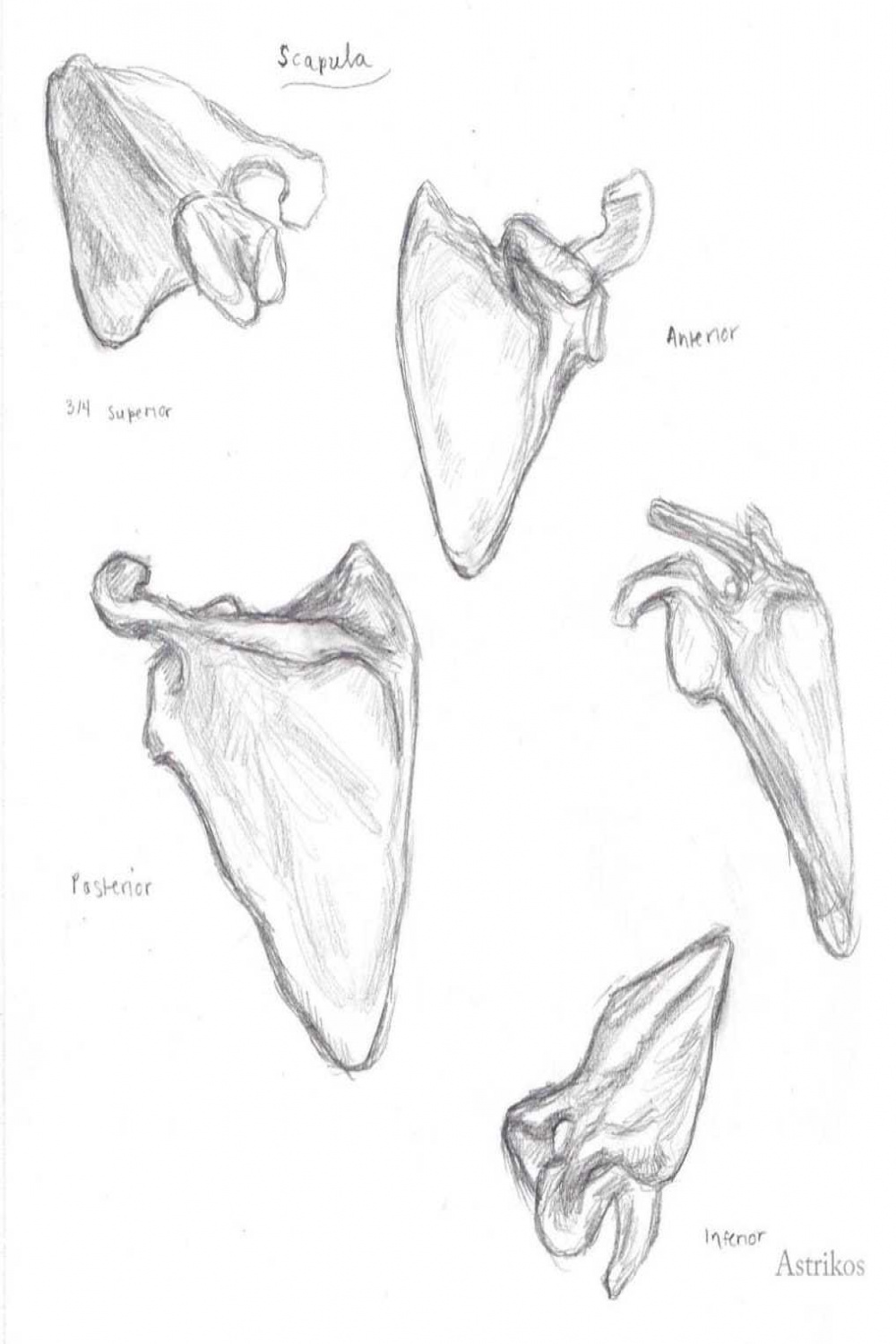 Draw More Accurately with this Exercise  Art-Res