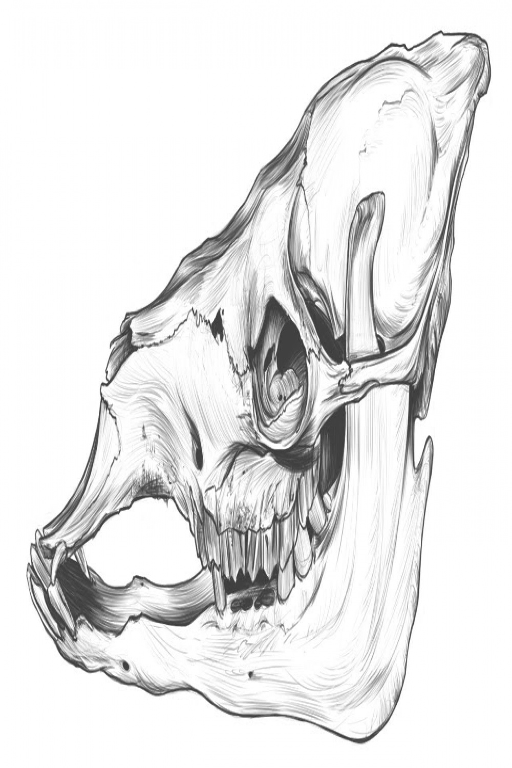 Drawing Animal SKULLS. The camel.