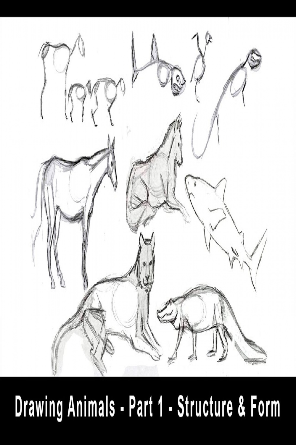 Drawing Animals for Beginners - Part  - Structure & Form