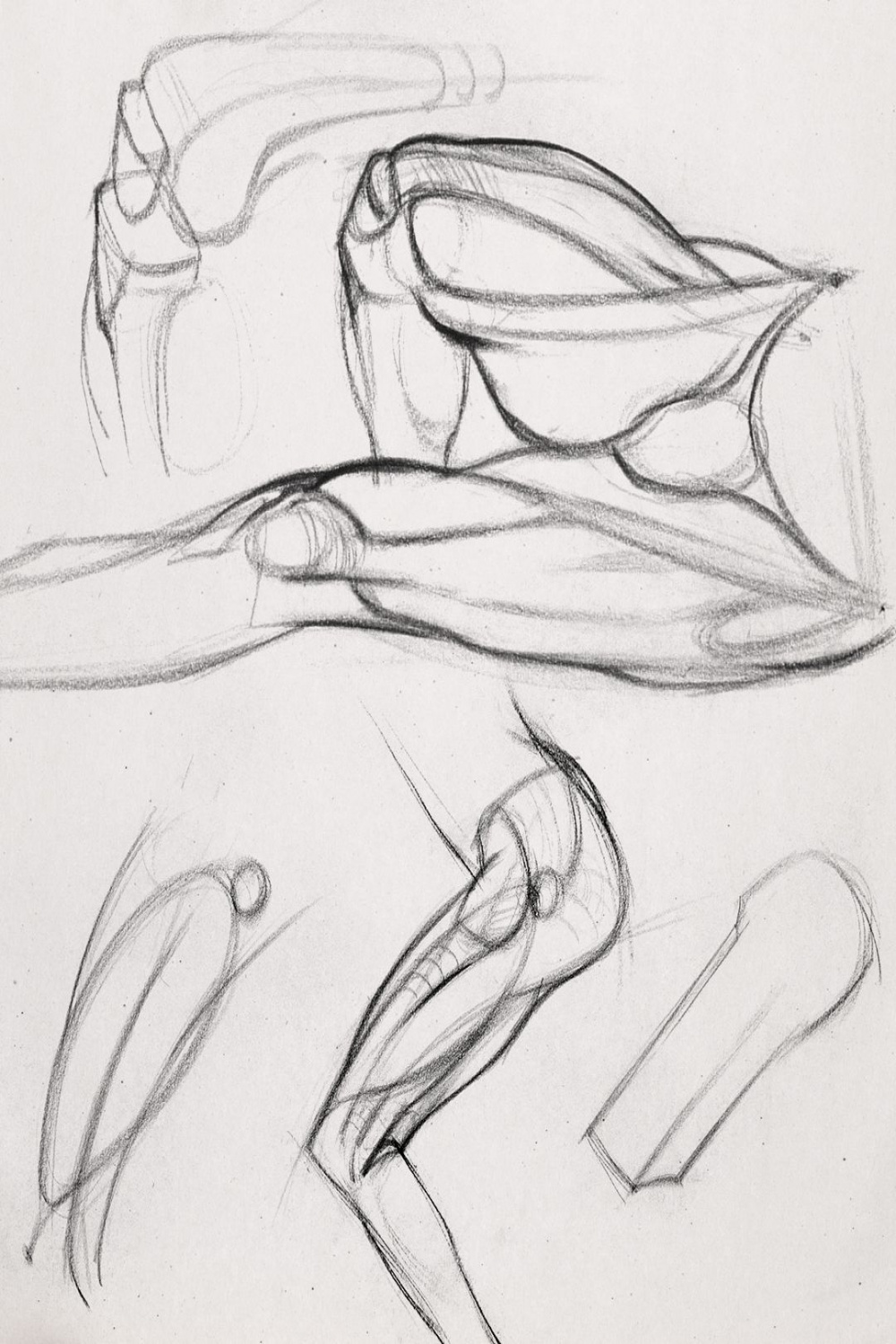 Drawing the Quads  Human anatomy drawing, Anatomy drawing, Life