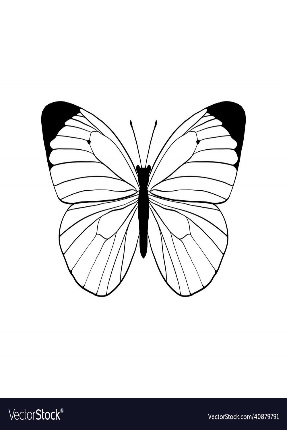 Drawing white butterfly Royalty Free Vector Image