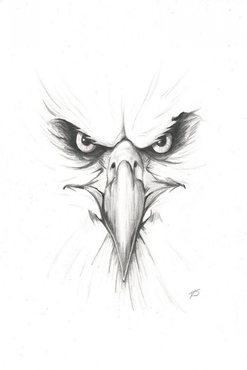 EAGLE FACE DRAWING - Google Search  Eagle drawing, Eagle artwork
