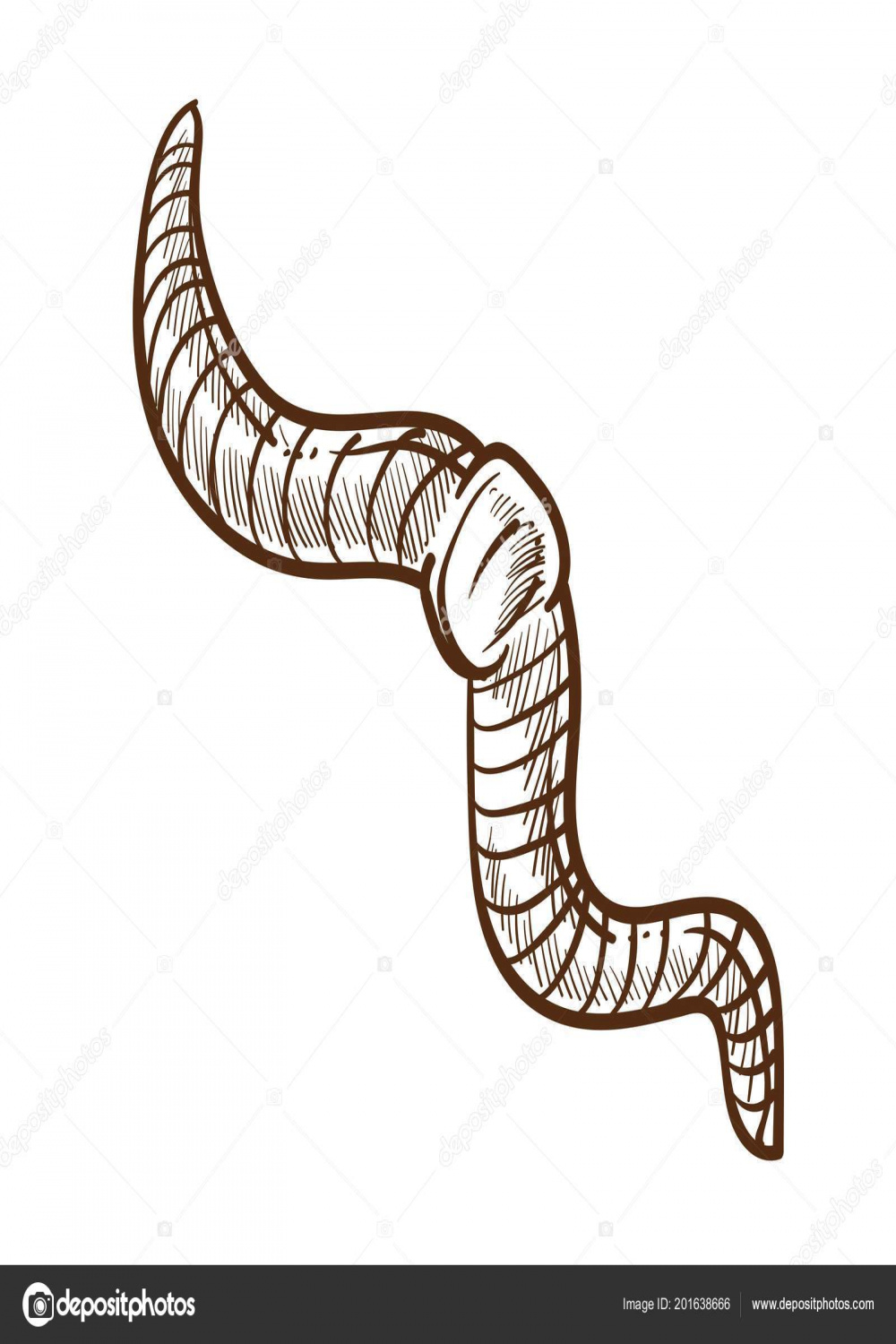 Earthworm Monochrome Outline Sketch Insect Annelida Rainworm