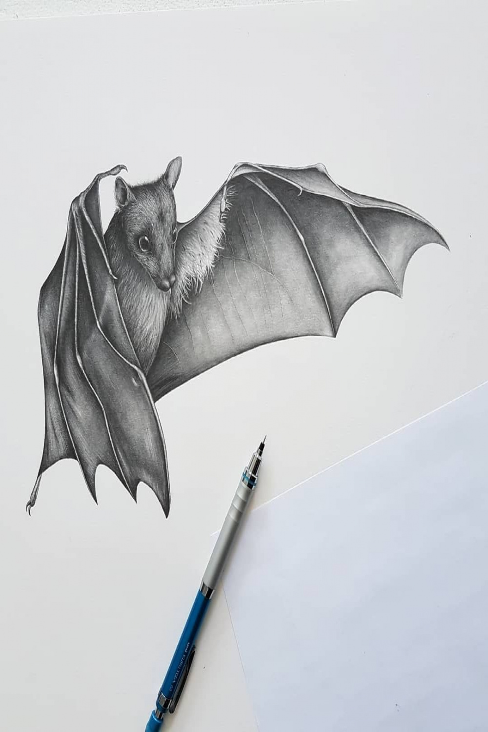 Egyptian Fruit Bat pencil drawing by Kerry Jane #art #fruitbat