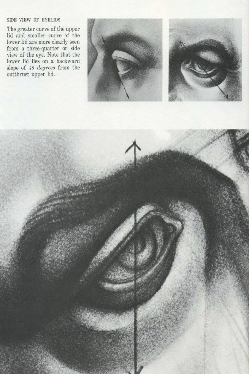 eye reference  Drawing the human head, Human head, Human drawing