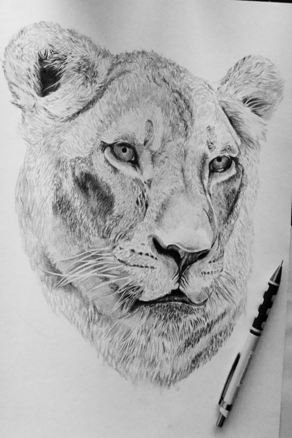 Female lion drawing by robiartimre on DeviantArt