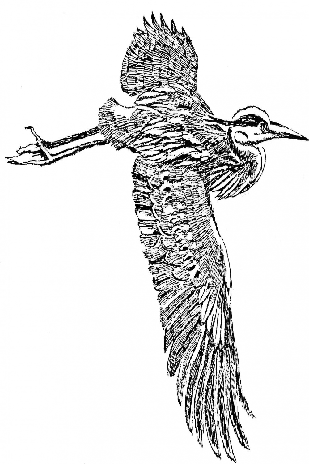 File:Great blue heron in flight line art drawing illustration