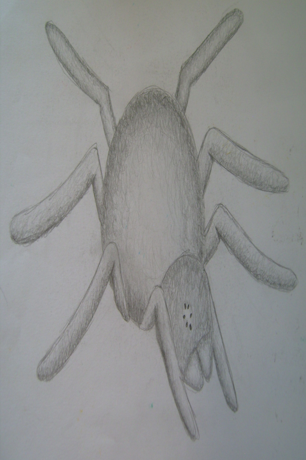 File:Pencil Drawing - Spider