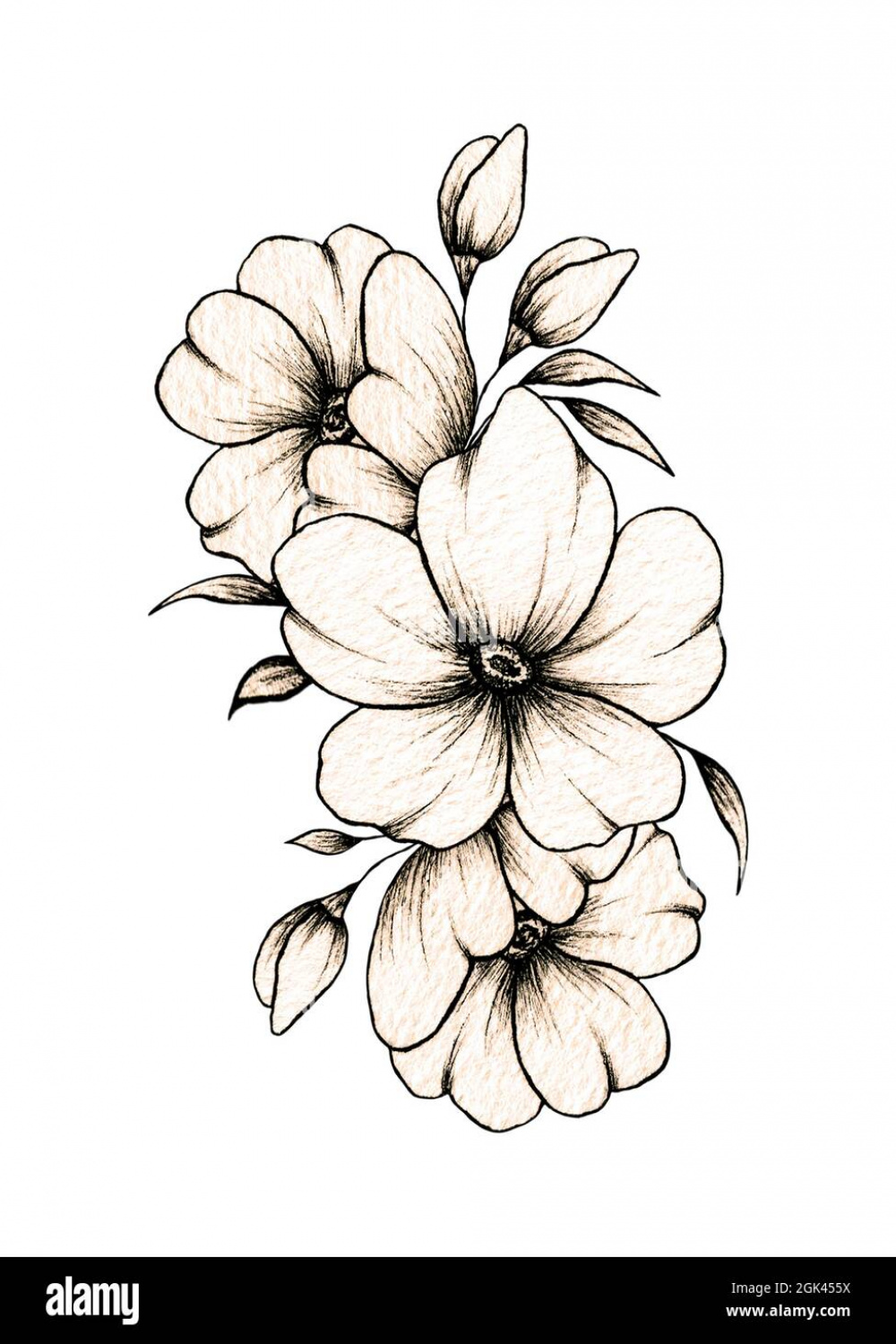 Flower design drawing hi-res stock photography and images - Alamy