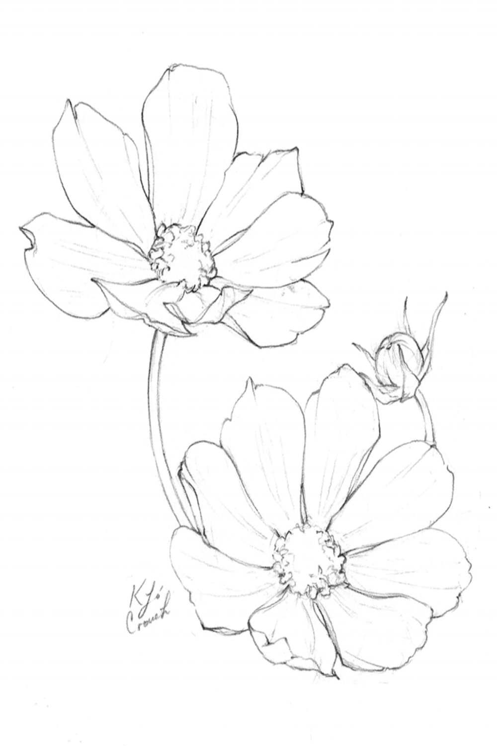 Flower Drawings  Inktober  Roundup — Katrina Crouch  Blushed