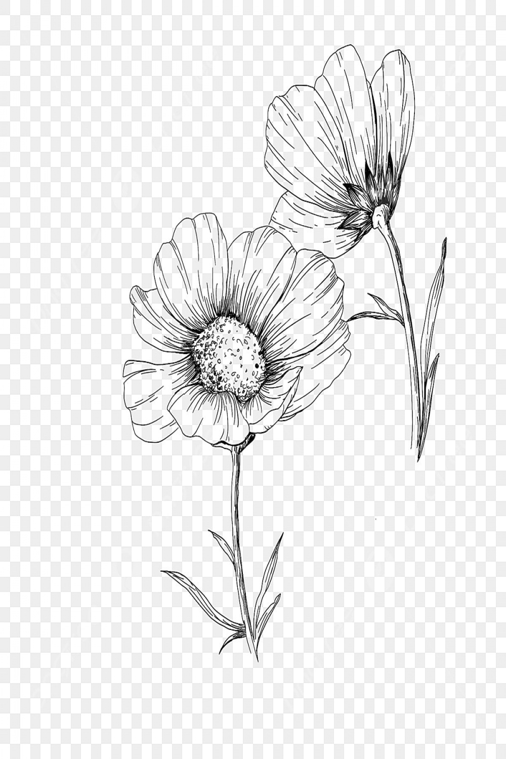 Flower Sketch PNG Transparent Images Free Download  Vector Files