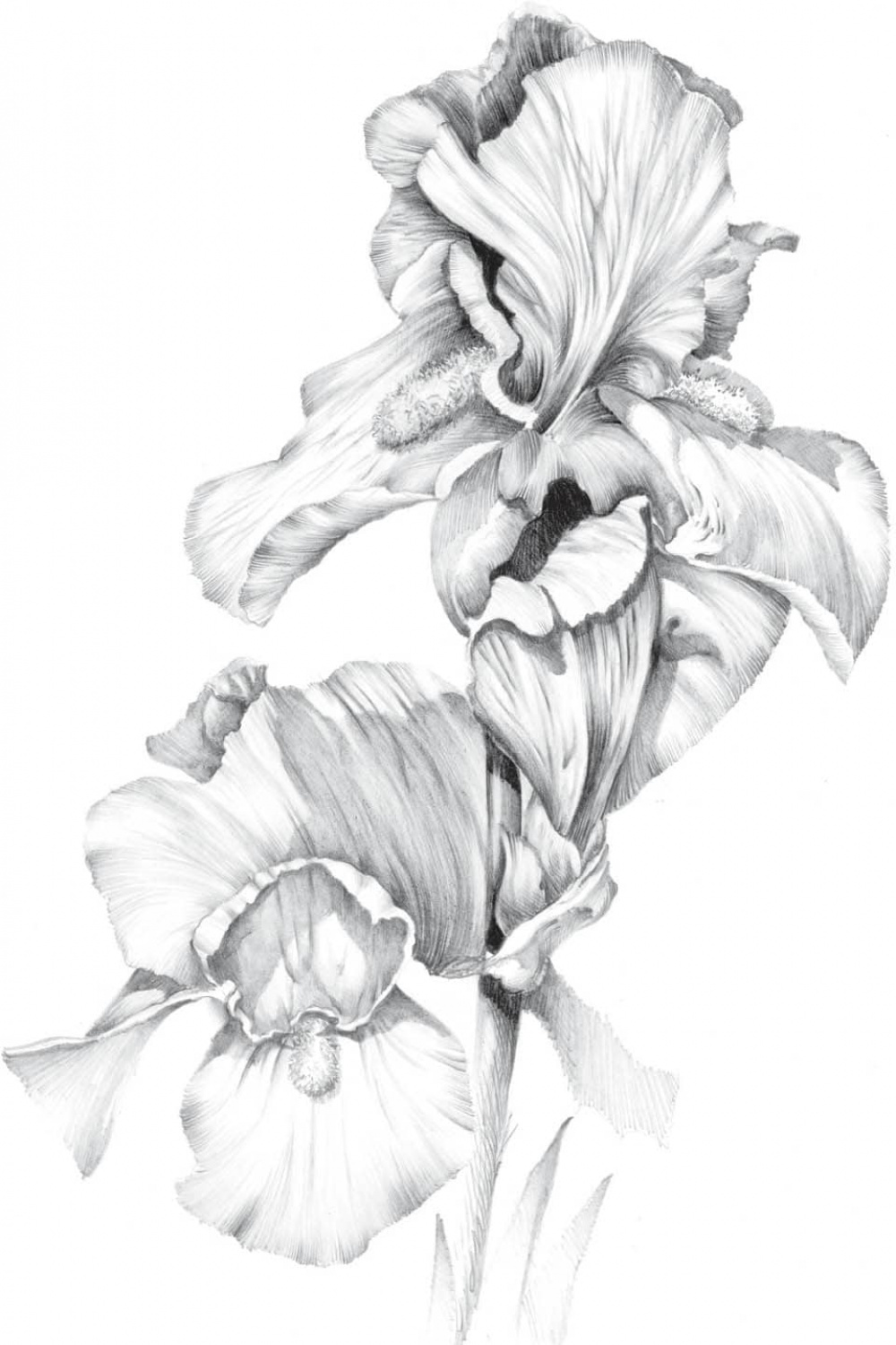 Flowers - Big School of Drawing [Book]
