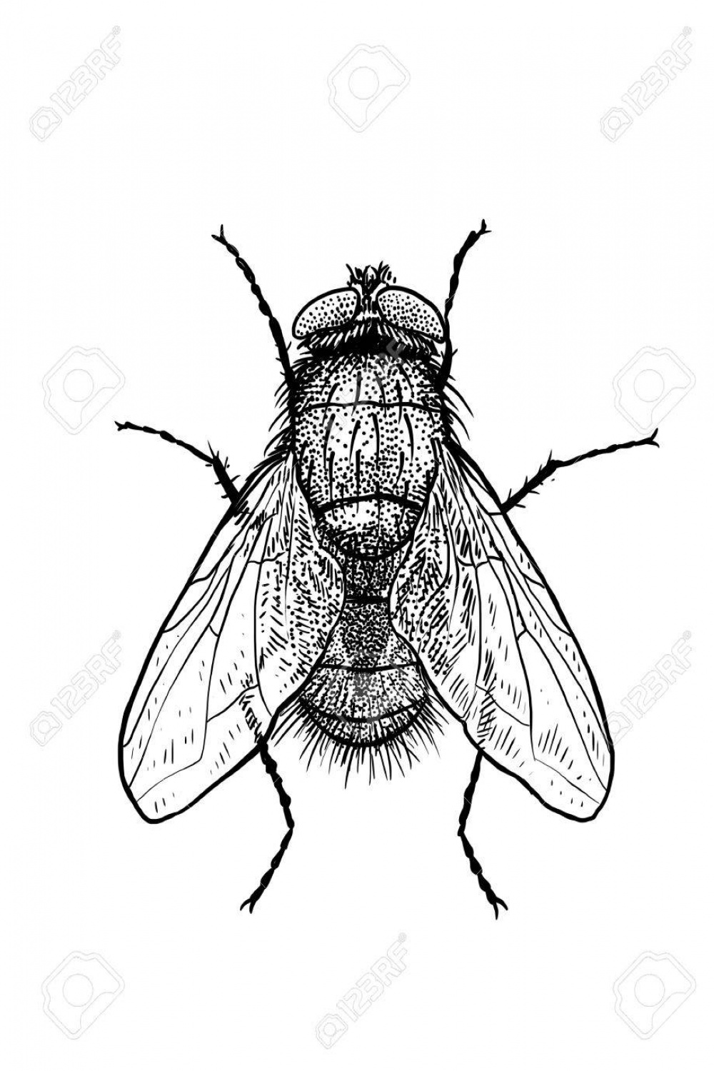 Fly Illustration, Engraving, Drawing, Ink Royalty Free SVG
