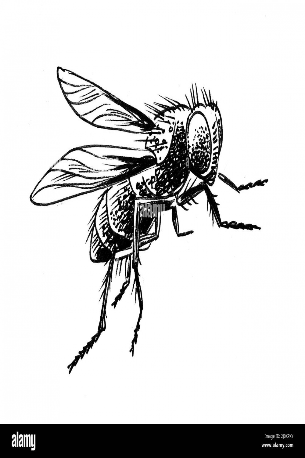 Fly insect