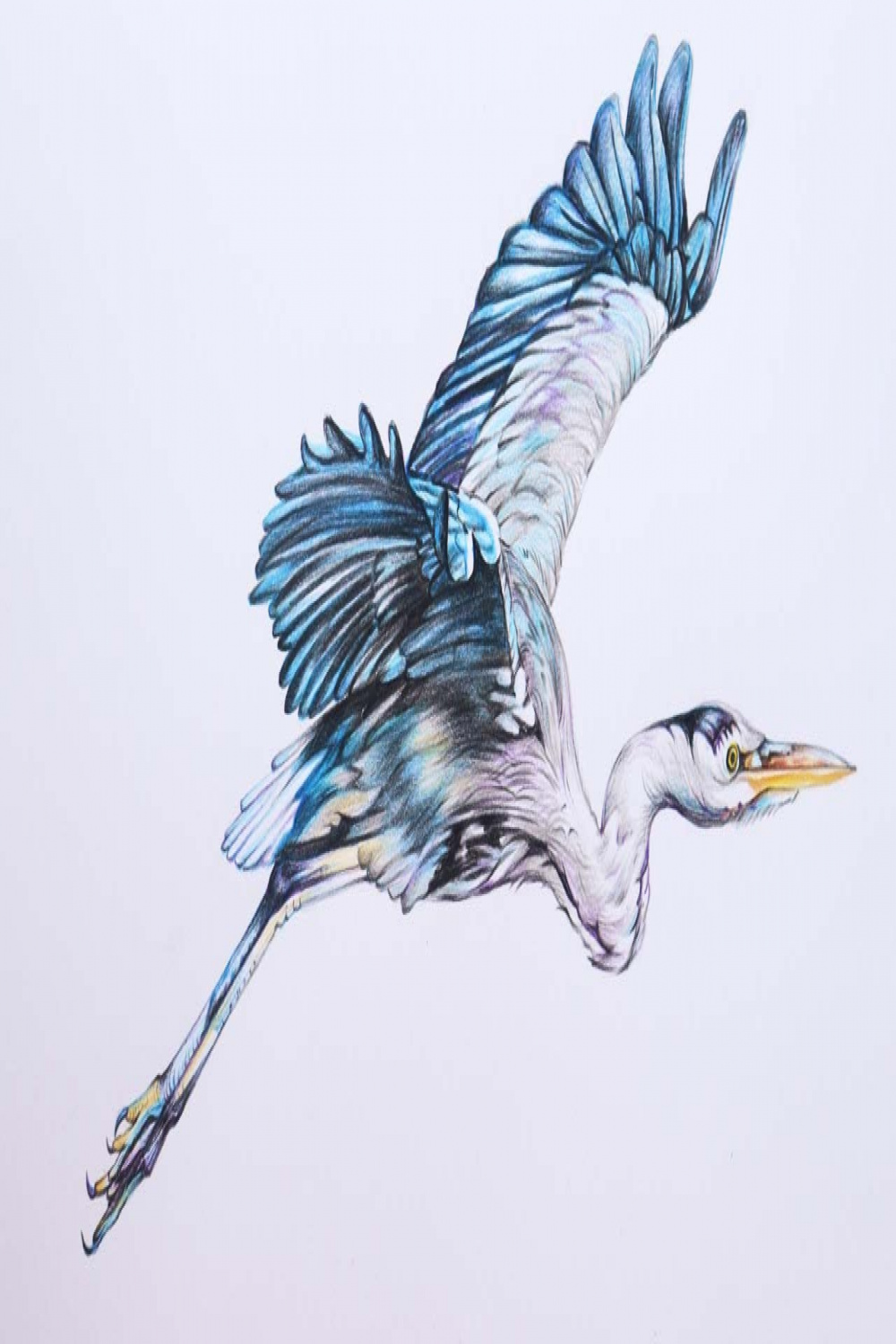 Flying Heron Drawing in Color Pencils  Bird Drawing