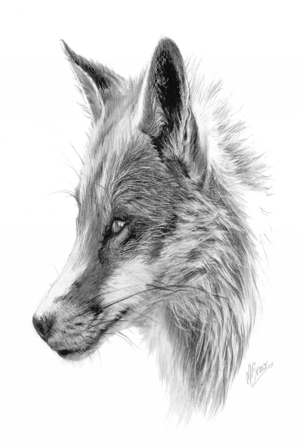 Fox Sketch - Marie Brown Fine Art