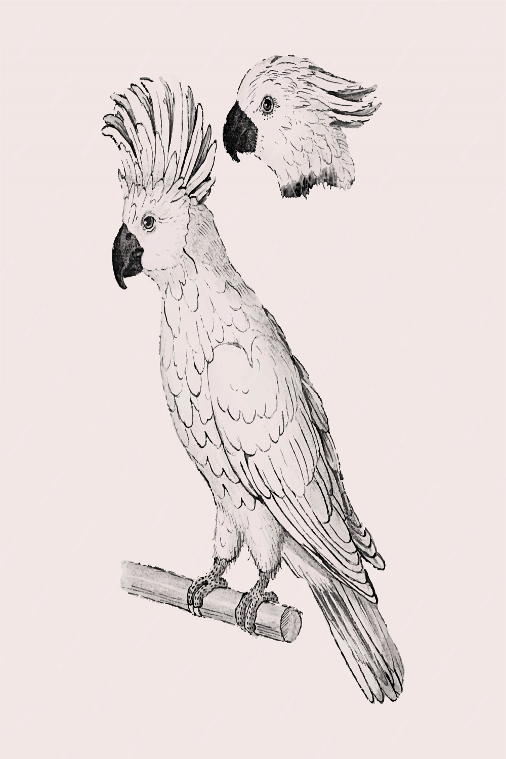Free Vector  Moluccan cockatoo vintage style