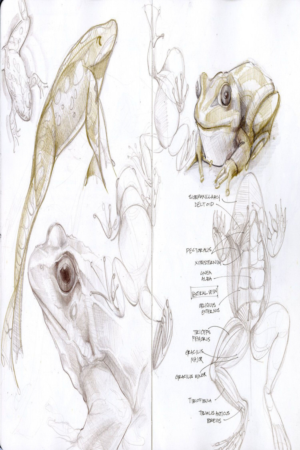 Frog Drawing Reference and Sketches for Artists