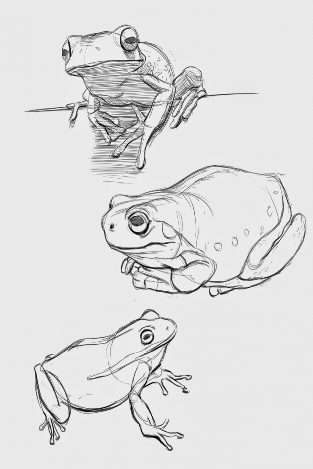 Frog Drawing Reference and Sketches for Artists