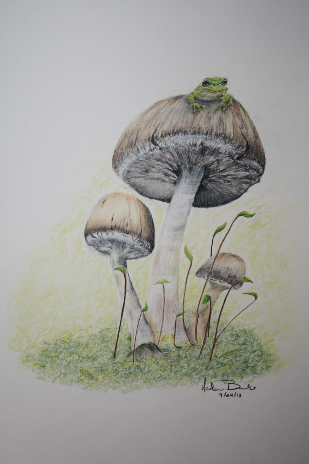 Frog on a Mushroom (colored pencil) www.etsy