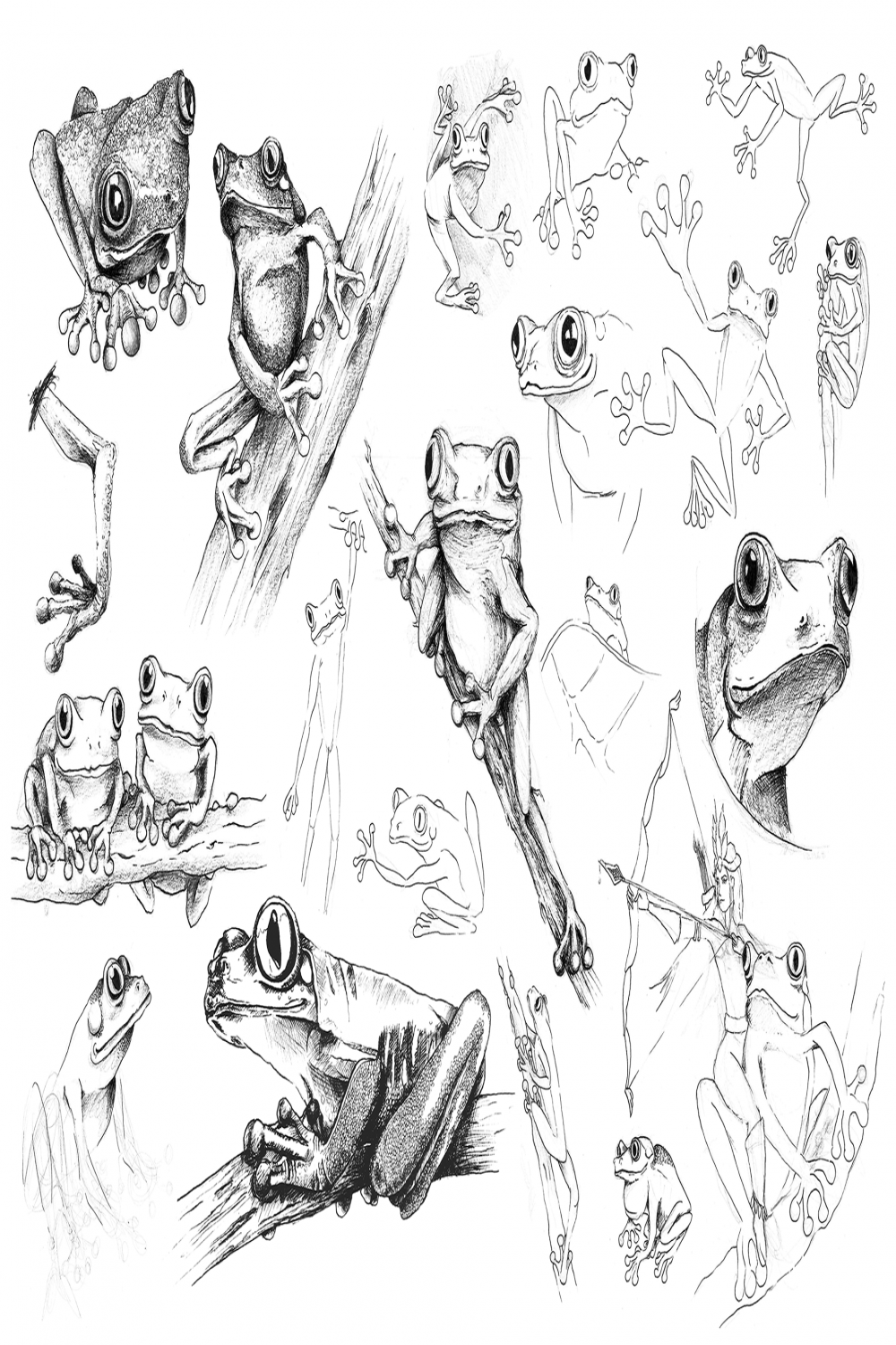 Frog sketch studies  Behance