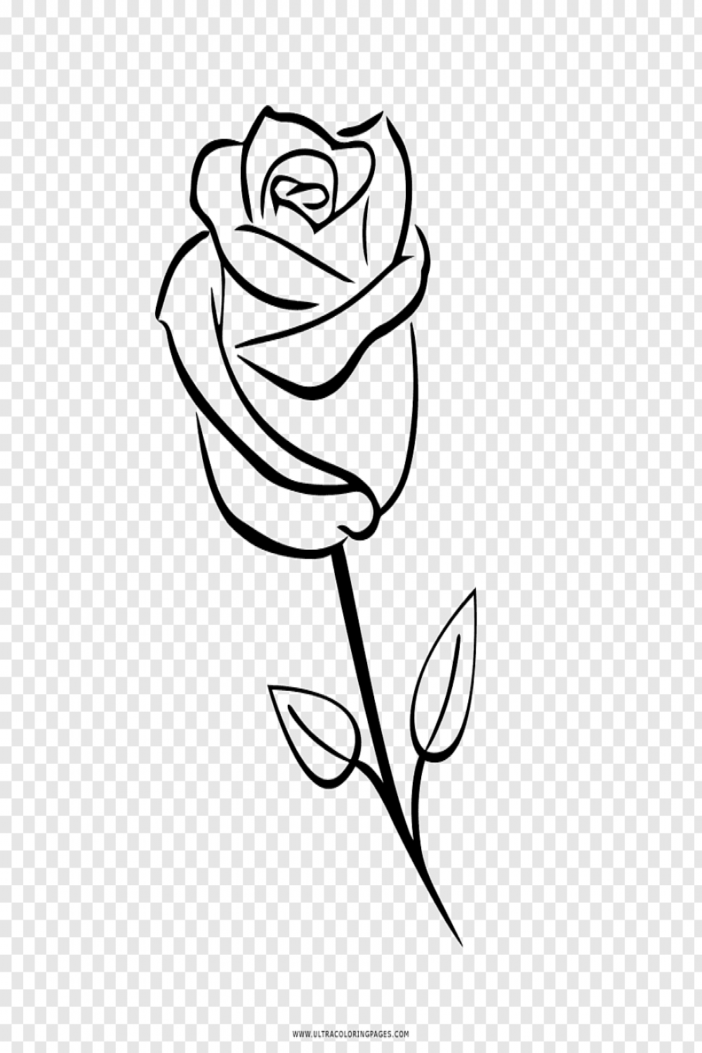 Garden roses Drawing Coloring book, rose PNG  PNGWave  Roses
