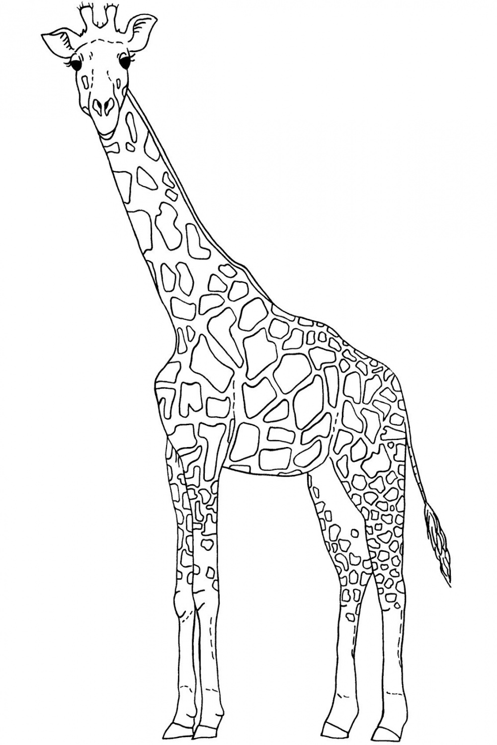giraffe outline template  Outline pictures, Giraffe art, Giraffe