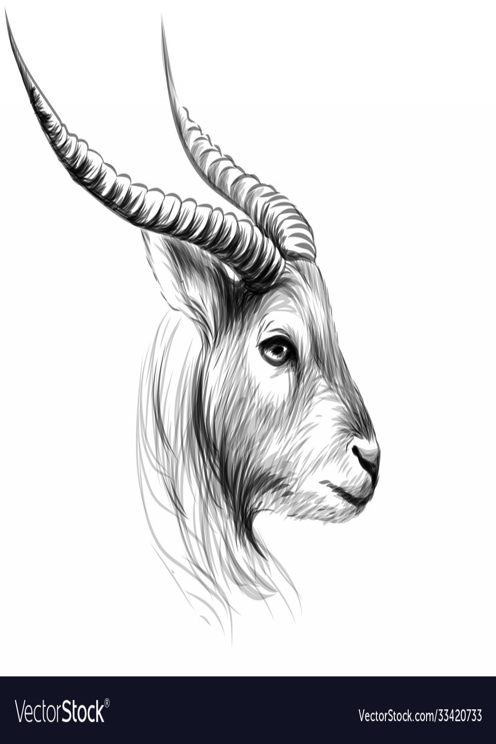 Goat sketch black and white drawn portrait Vector Image