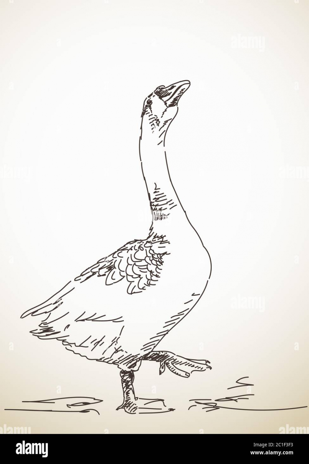 Goose with one leg up Vector Sketch Hand drawn illustration Stock