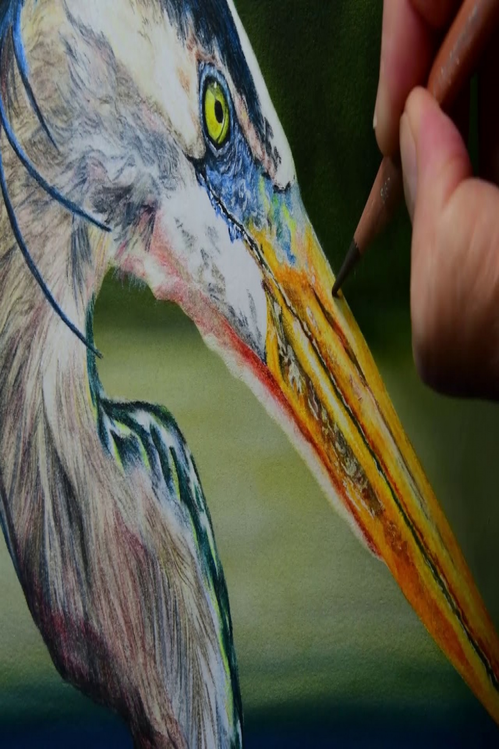 Great Blue Heron - Colored Pencil Time Lapse Drawing