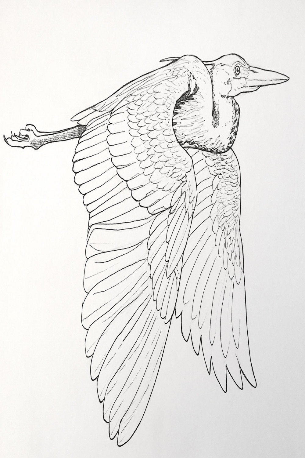 Great Blue Heron (flying, ink) by VeronRishka on DeviantArt