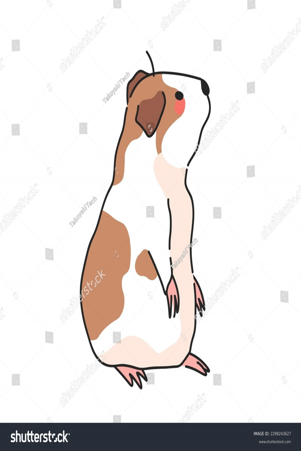 Guinea Pig Standing Stock Photos and Pictures - ,06 Images