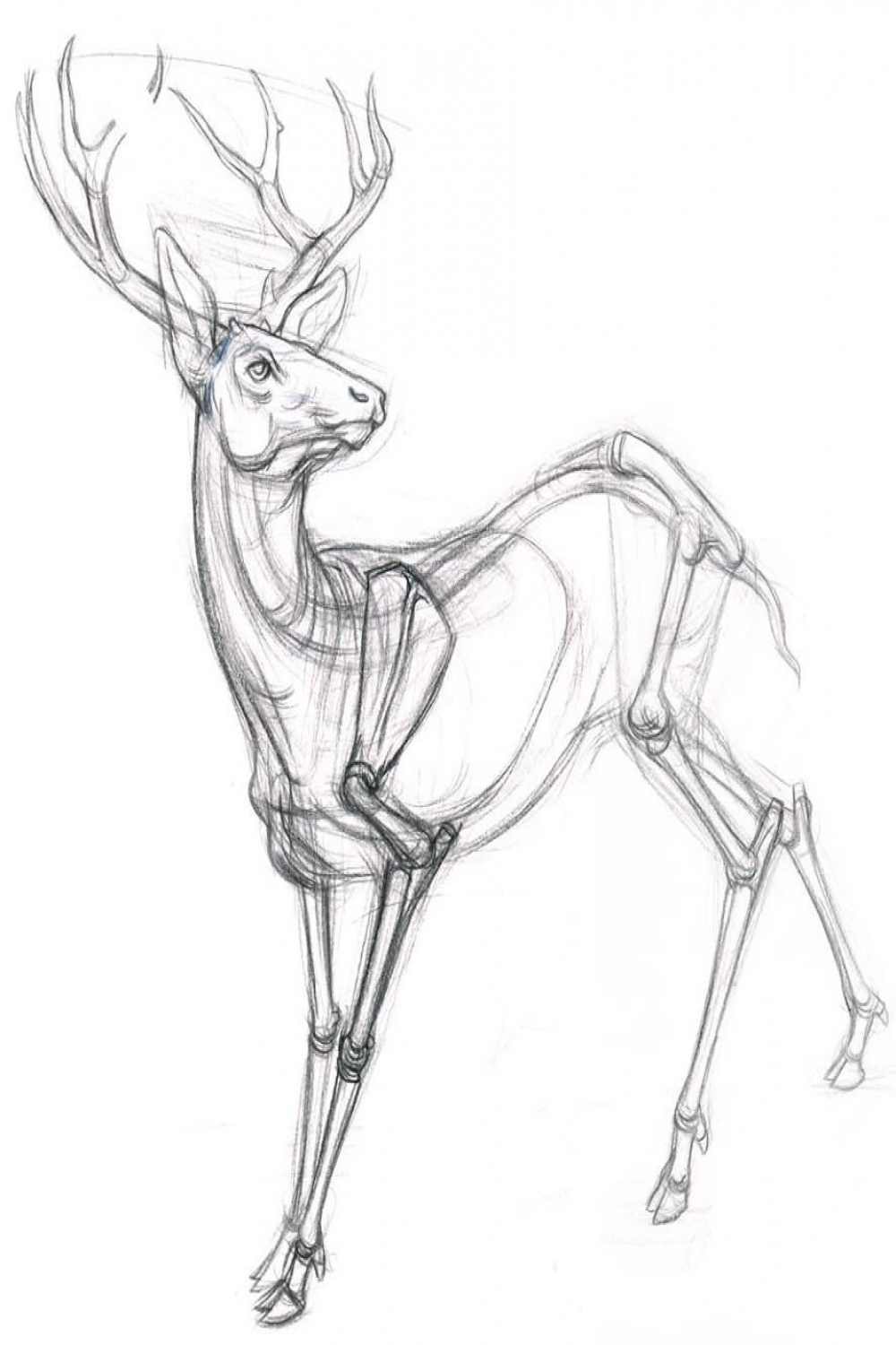 Gurney Journey: Animal Drawing at Otis  Deer drawing, Animal