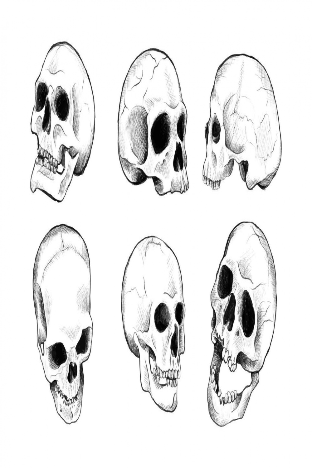 Hand Drawing Aesthetic Realistic Skull Sticker  Vector Art