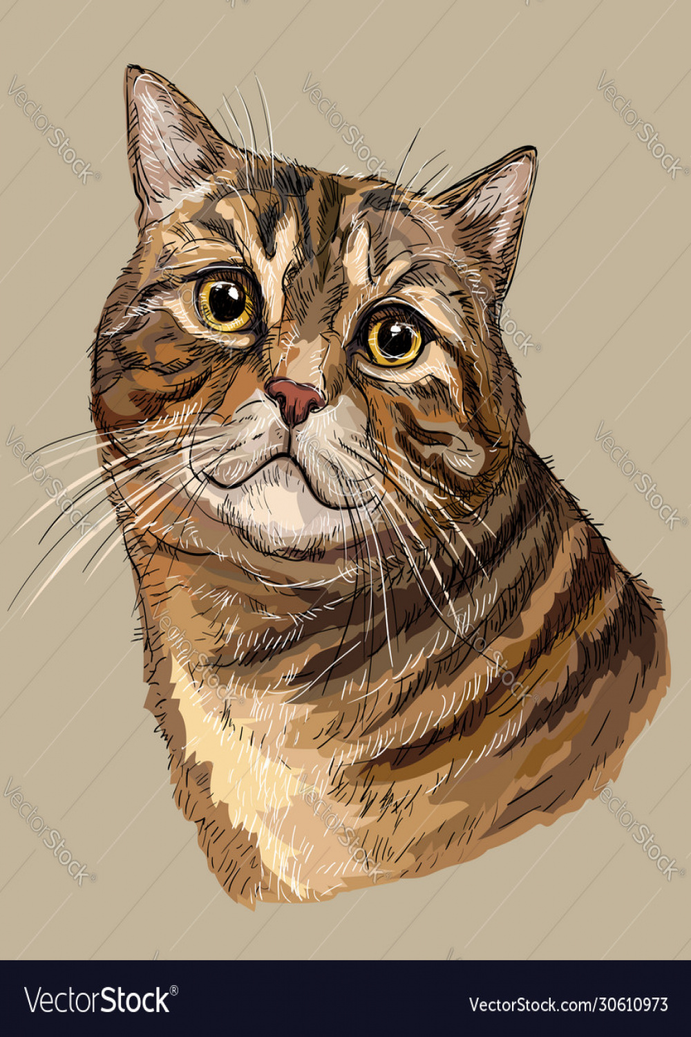 Hand drawing colorful cat  Royalty Free Vector Image