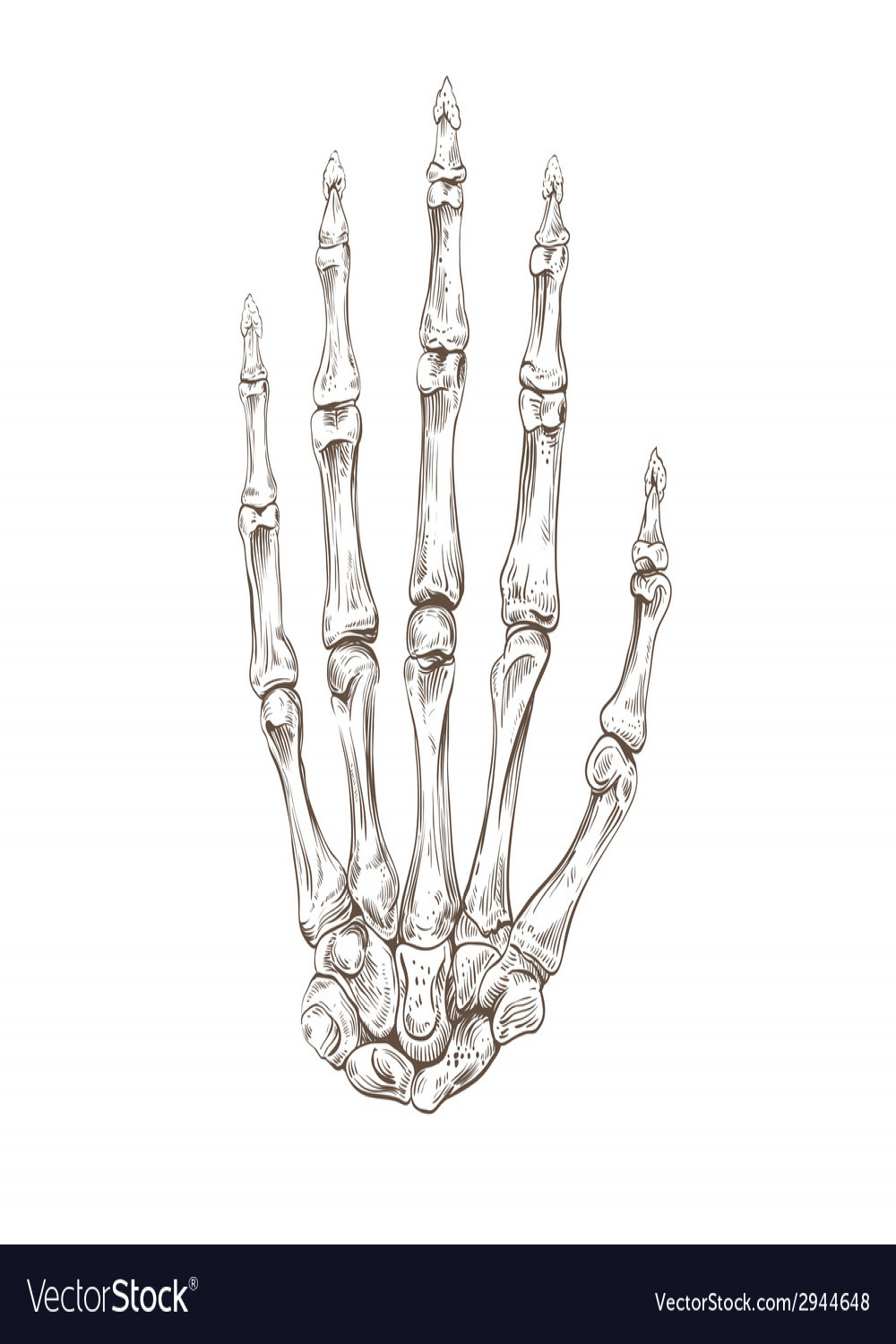 Hand drawing skeleton Royalty Free Vector Image