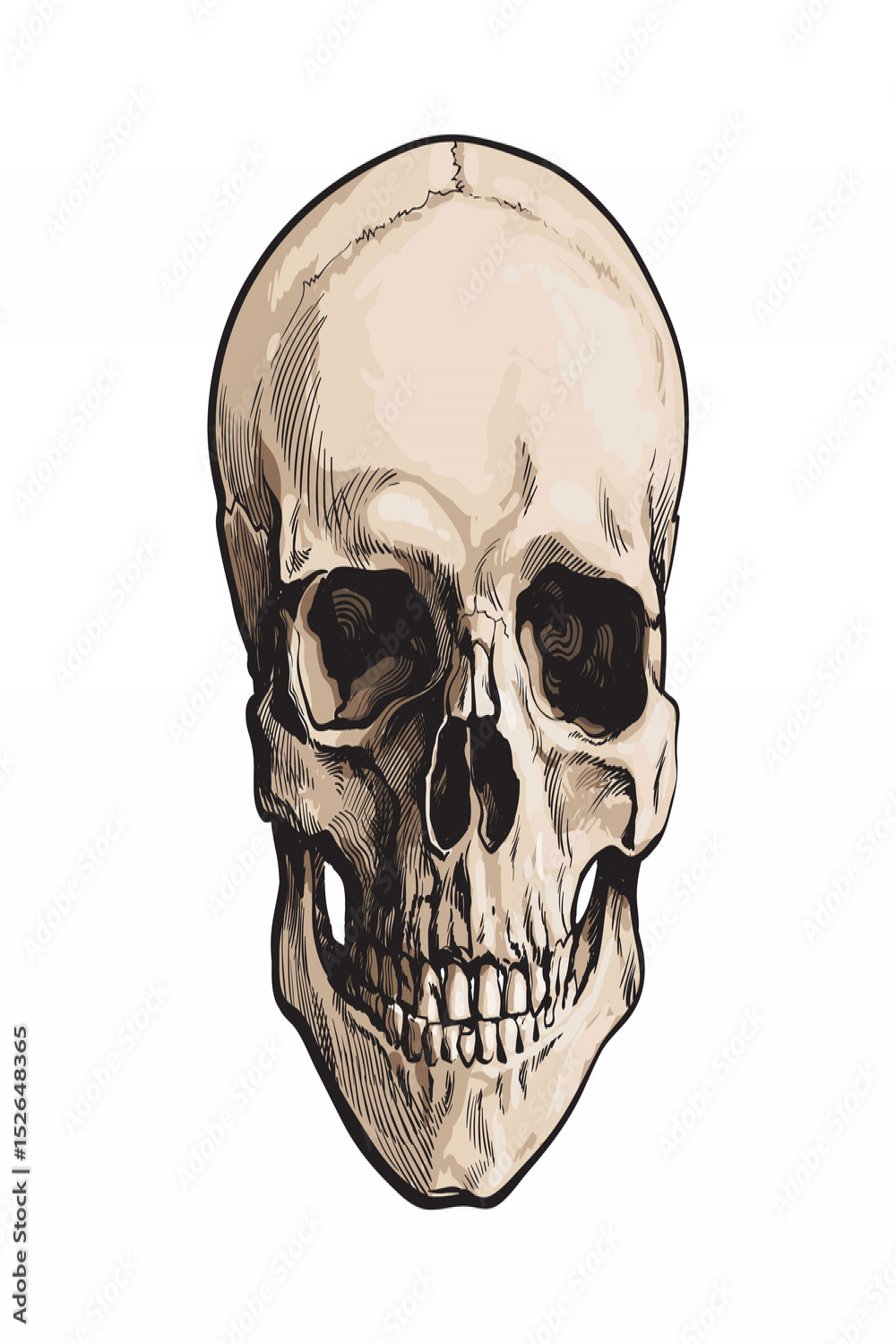 Hand drawn human skull, anatomical model, sketch style vector