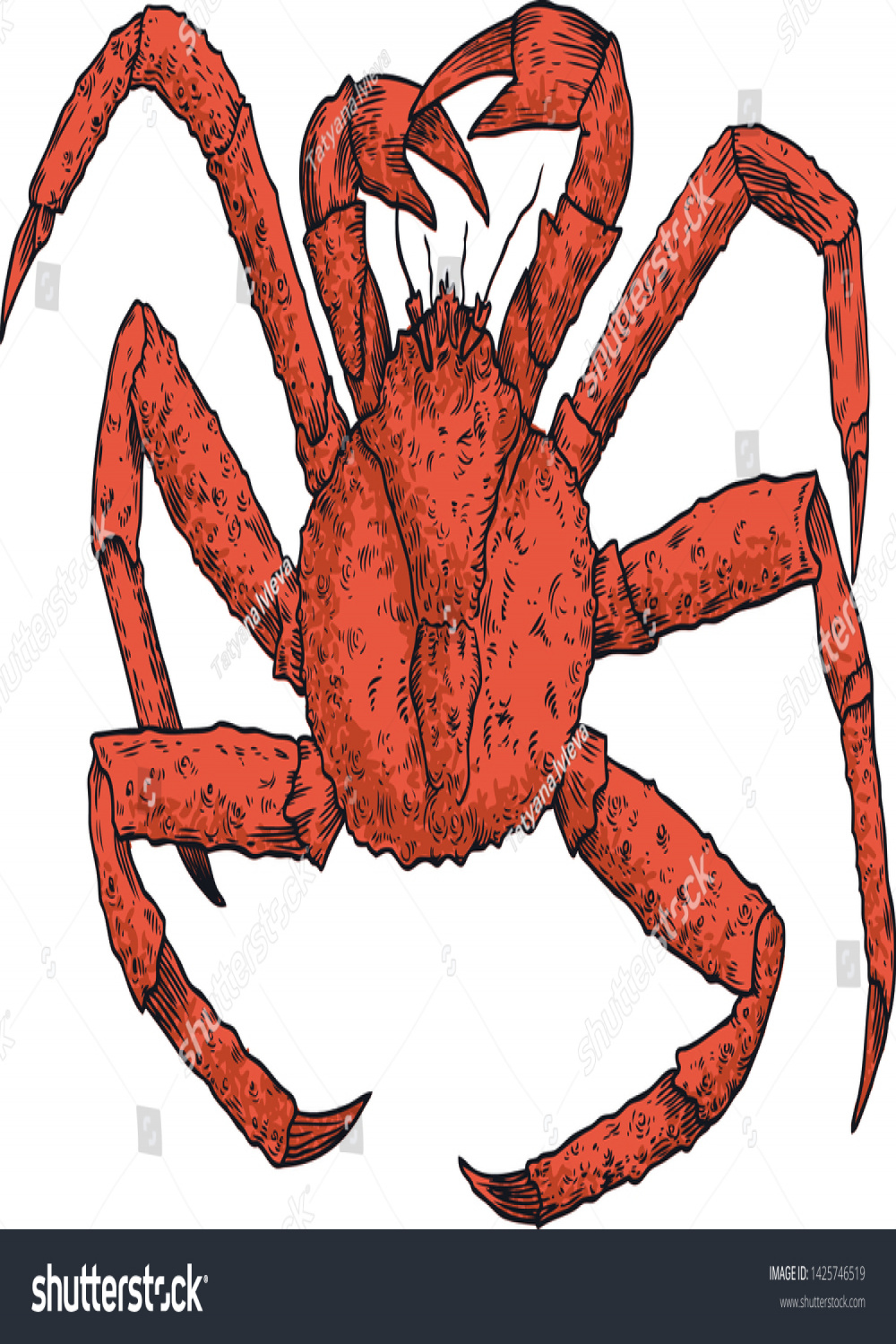 Hand Vector Drawing King Crab Stock Vector (Royalty Free
