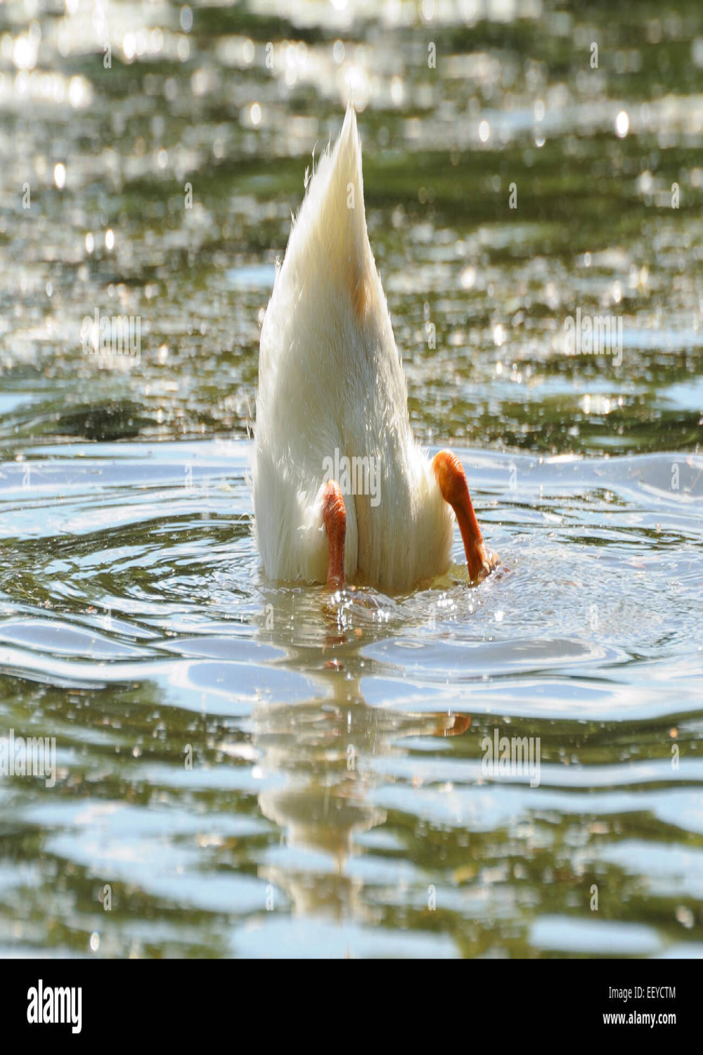 Head under water hi-res stock photography and images - Alamy