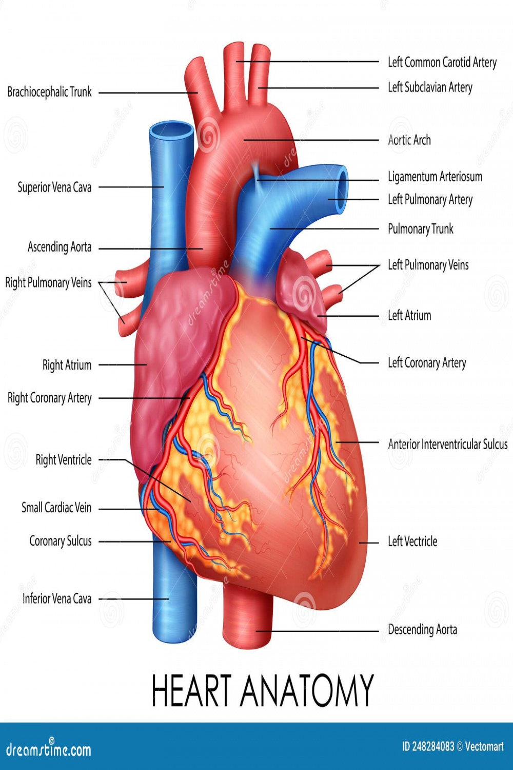 Healthcare and Medical Education Drawing Chart of Human Heart