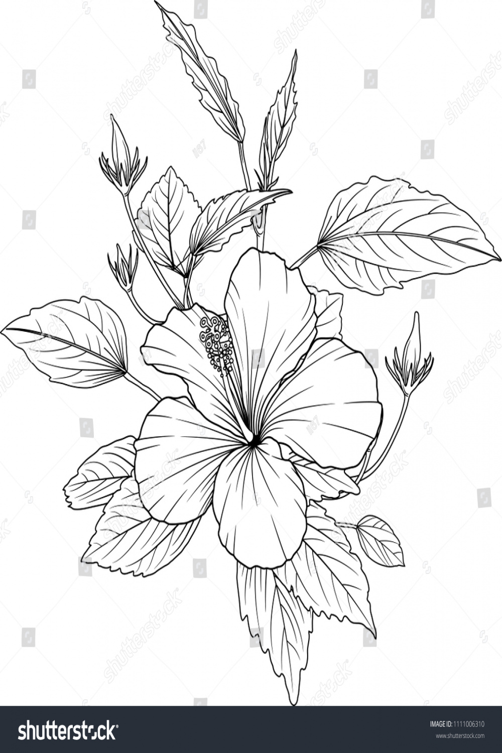 Hibiscus Flowers Drawing Sketch Lineart On: Stock-Vektorgrafik