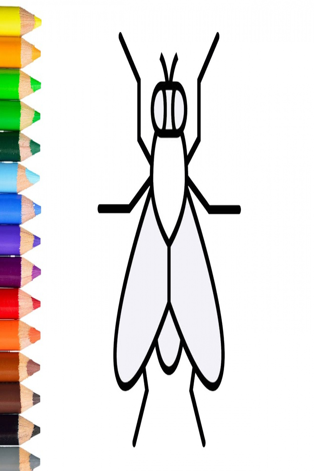 How to draw a fly easy learn drawing step by step with draw easy