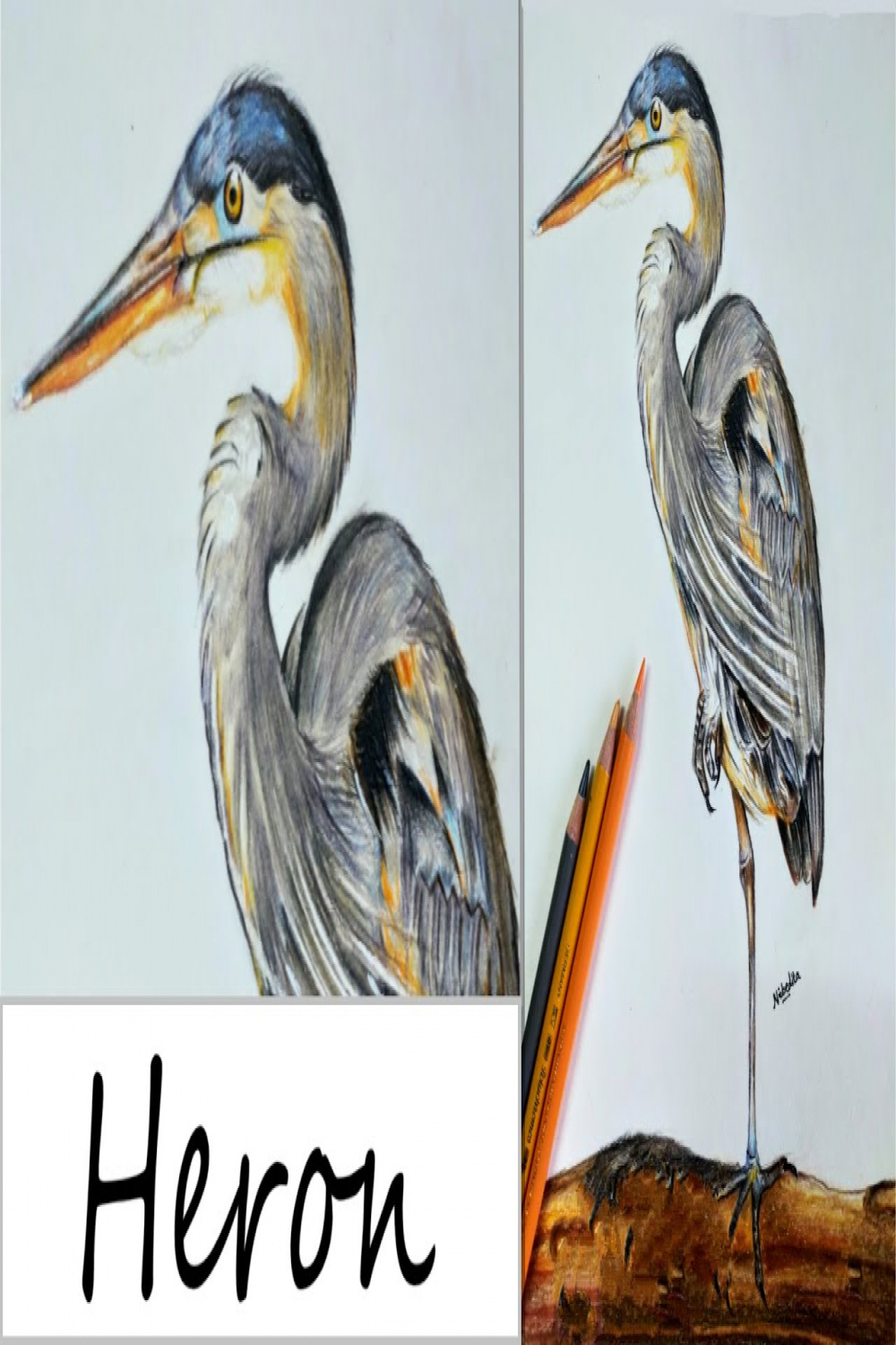 How to Draw a Heron  Great Blue Heron