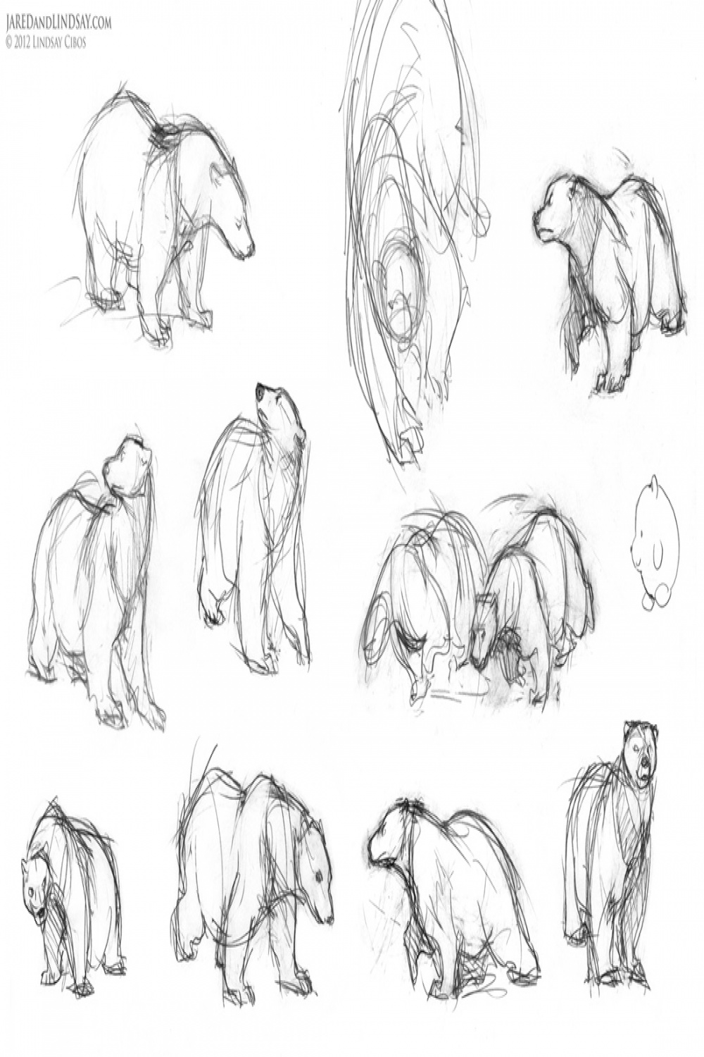 How to Draw a Polar Bear – Last of the Polar Bears