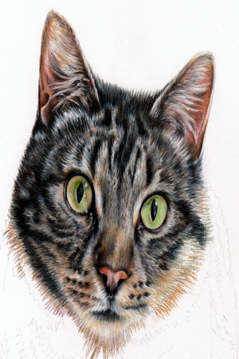 How to Draw a realistic cat in colour pencil — Pet Portraits by