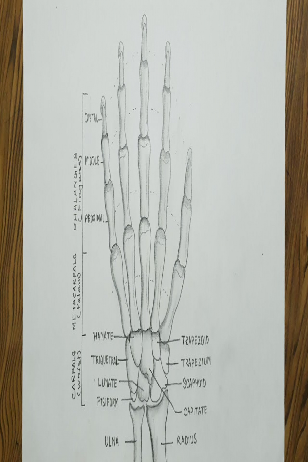 How to draw a skeleton hand/ Skeleton hand drawing