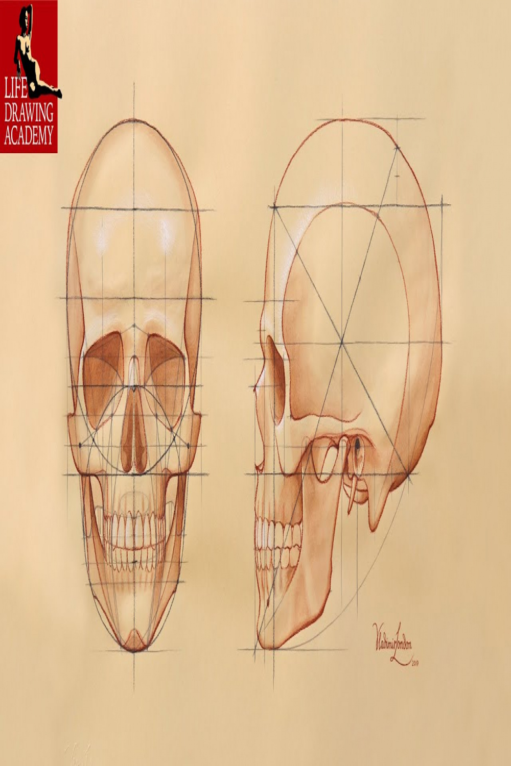 How to Draw a Skull - Life Drawing Academy