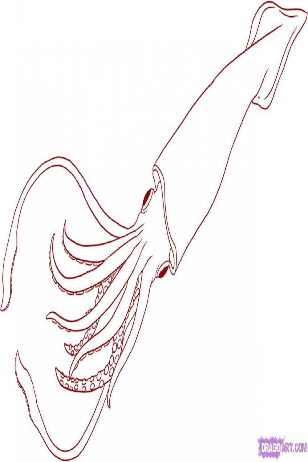 How to Draw a Squid, Step by Step, Sea animals, Animals, FREE